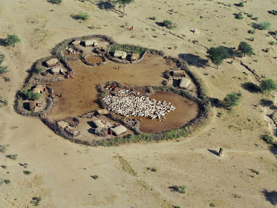 Poblado masai con ganado. Ganadería de subsistencia